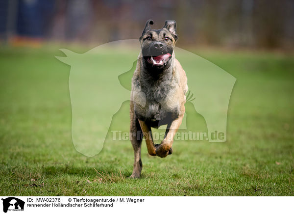 rennender Hollndischer Schferhund / MW-02376
