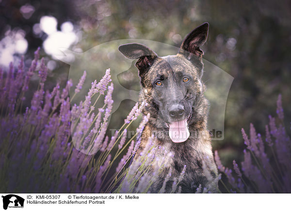 Hollndischer Schferhund Portrait / KMI-05307