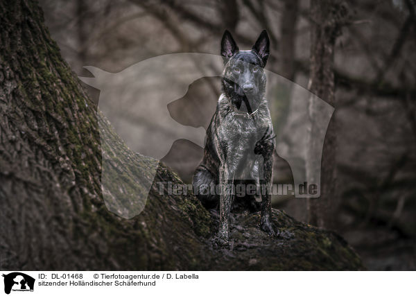 sitzender Hollndischer Schferhund / DL-01468