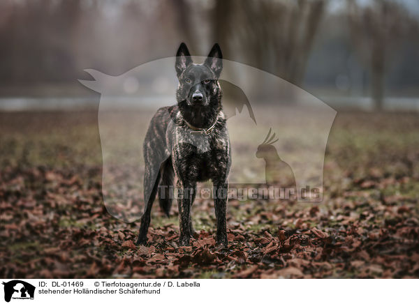 stehender Hollndischer Schferhund / DL-01469