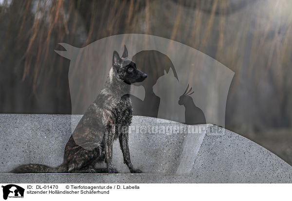 sitzender Hollndischer Schferhund / DL-01470