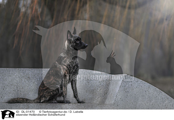 sitzender Hollndischer Schferhund / sitting Hollandse Herdershond / DL-01470