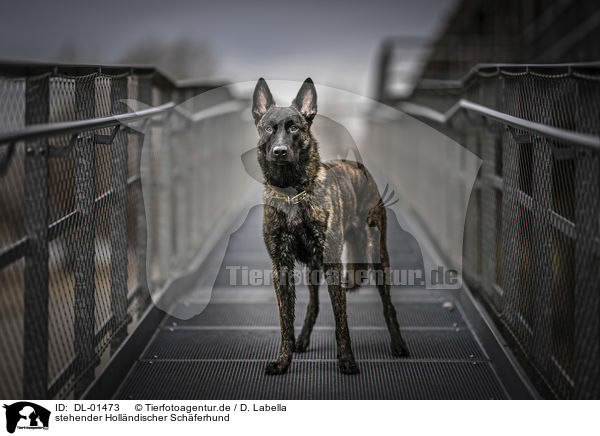 stehender Hollndischer Schferhund / DL-01473