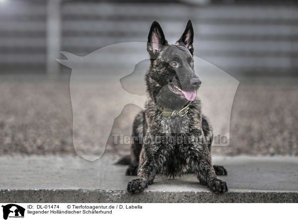 liegender Hollndischer Schferhund / DL-01474