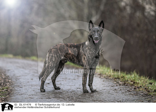 stehender Hollndischer Schferhund / DL-01476