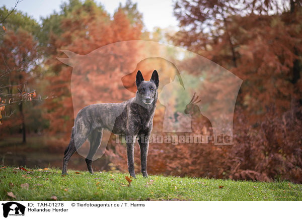 Hollandse Herder / Hollandse Herder / TAH-01278