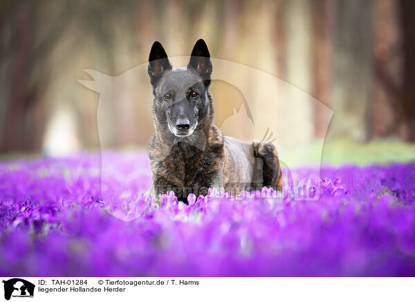 liegender Hollandse Herder / TAH-01284
