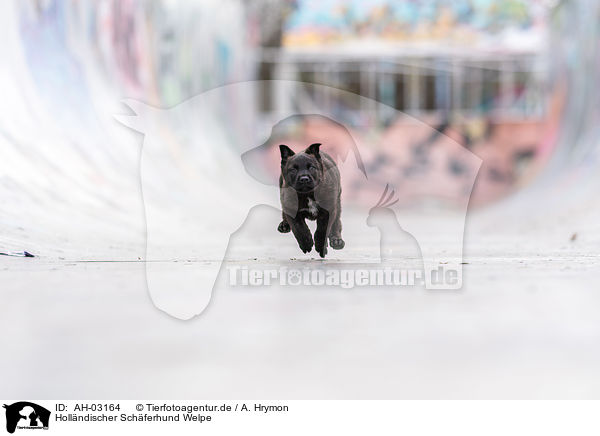 Hollndischer Schferhund Welpe / Hollandse Herder Puppy / AH-03164