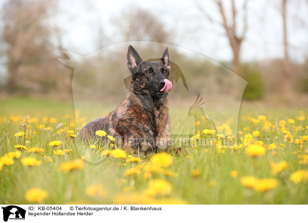 liegender Hollandse Herder / KB-05404