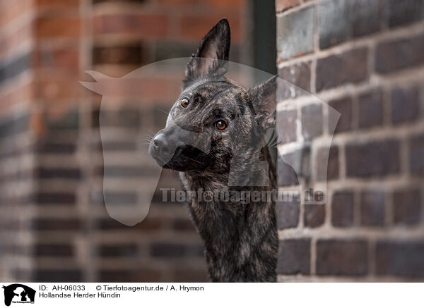 Hollandse Herder Hndin / female Hollandse Herder / AH-06033