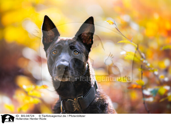 Hollandse Herder Rde / male Hollandse Herder / BS-08724