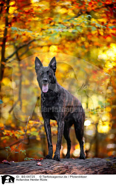 Hollandse Herder Rde / male Hollandse Herder / BS-08725