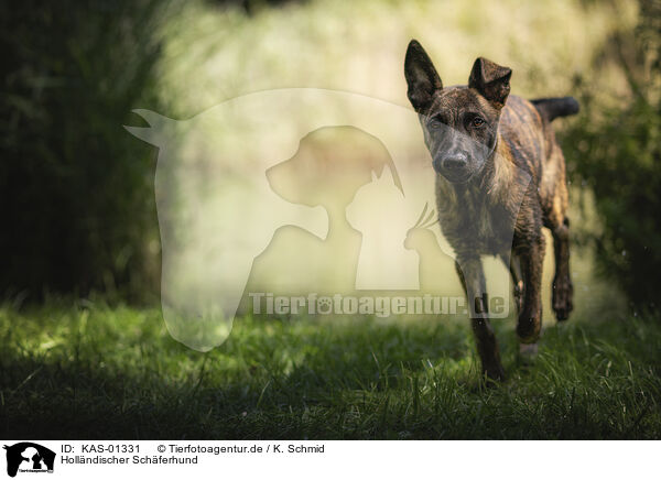 Hollndischer Schferhund / KAS-01331