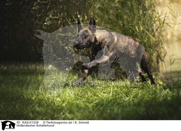 Hollndischer Schferhund / KAS-01338