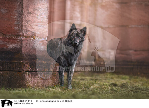 Hollandse Herder / CRO-01441