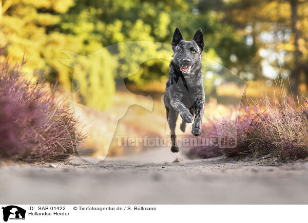 Hollandse Herder / Hollandse Herder / SAB-01422