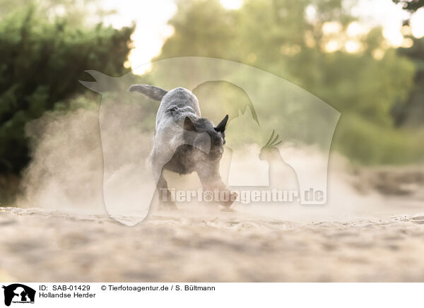 Hollandse Herder / Hollandse Herder / SAB-01429