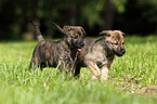 Hollandse Herder Welpen