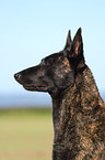 Hollandse Herder Portrait