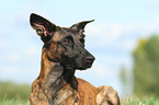 Hollandse Herder Portrait