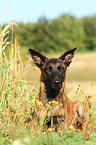 liegender Hollandse Herder