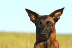 Hollandse Herder Portrait