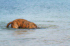 tauchender Hollandse Herder