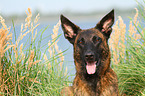 Hollandse Herder Portrait