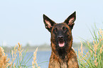 Hollandse Herder Portrait