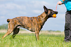 spielender Hollndischer Schferhund