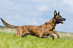 rennender Hollndischer Schferhund
