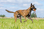 spielender Hollndischer Schferhund