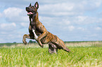rennender Hollndischer Schferhund