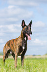 Hollndischer Schferhund