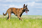 laufender Hollndischer Schferhund