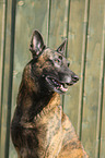 Hollandse Herder Rde