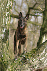 Hollandse Herder Rde steht auf Baum