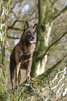 Hollandse Herder Rde steht auf Baum