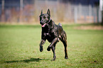 rennender Hollndischer Schferhund