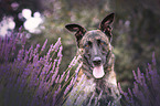 Hollndischer Schferhund Portrait