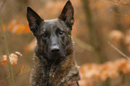 Hollandse Herder Portrait