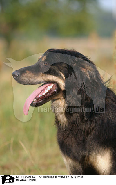 Hovawart Profil / Profile / RR-00512