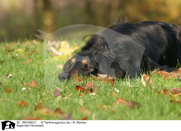 liegender Hovawart / lying hovawart / RR-06631