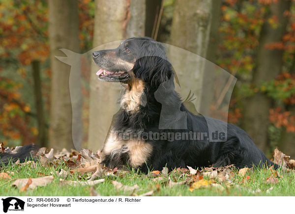 liegender Hovawart / lying hovawart / RR-06639