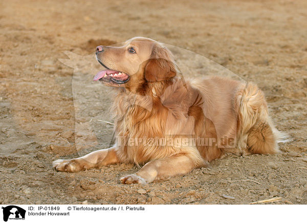 blonder Hovawart / IP-01849