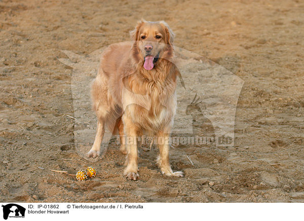 blonder Hovawart / blonde Hovawart / IP-01862