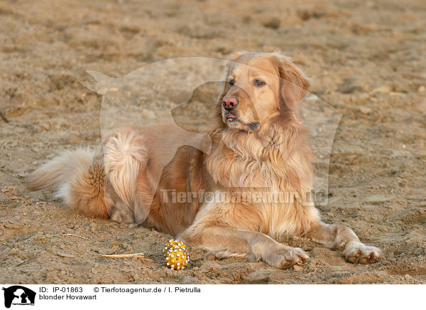 blonder Hovawart / IP-01863