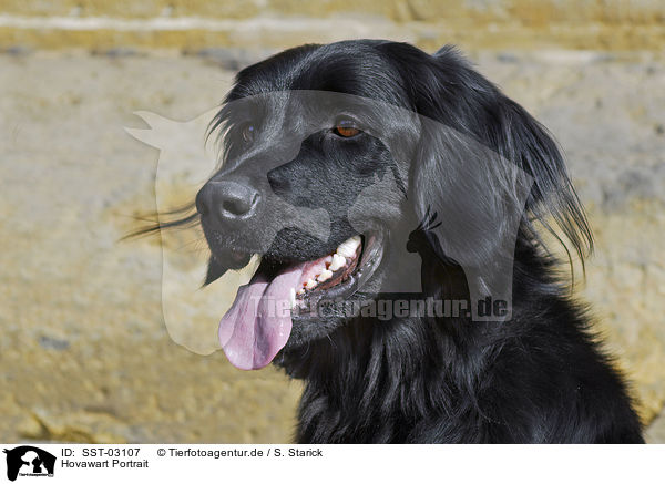 Hovawart Portrait / SST-03107
