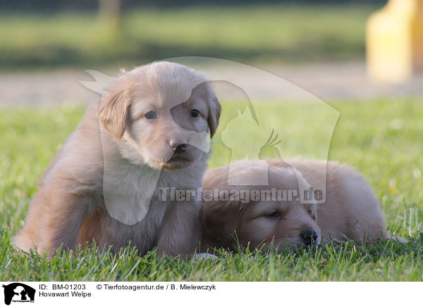 Hovawart Welpe / puppy / BM-01203