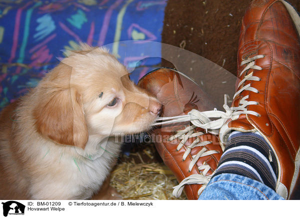 Hovawart Welpe / puppy / BM-01209